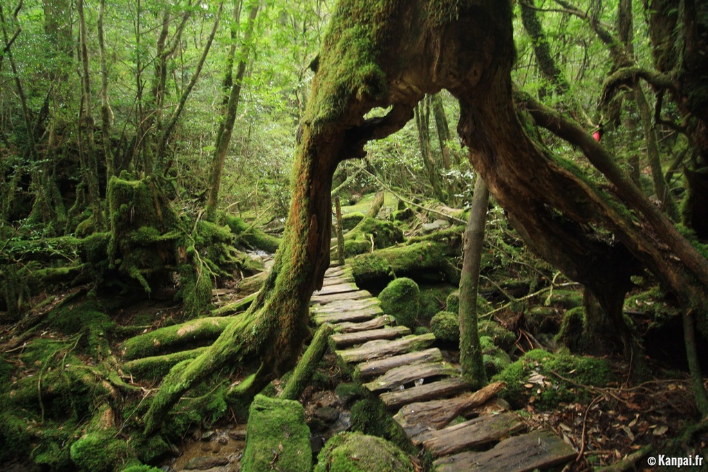 Forêt de Yakushima.jpg