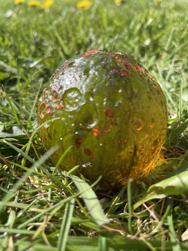 IMG-4851.jpg